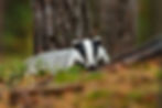 Badger peering over log in woodland