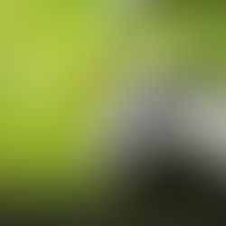 Close up of badger with blurred grassy background.