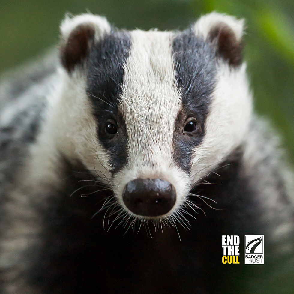 Shooters paid £50 in exchange for each dead badger cub