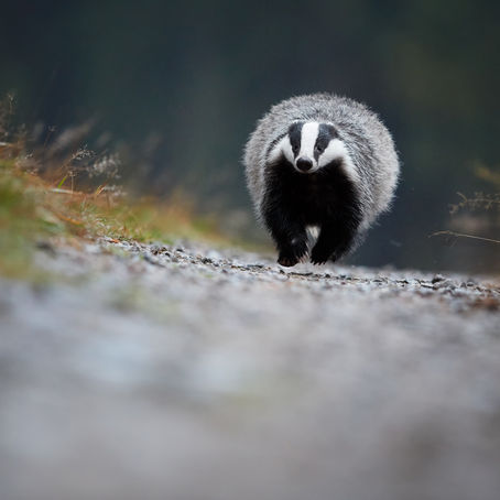 Wildlife cybercrime in police sights but wildlife crime underworld remains mostly beneath the radar