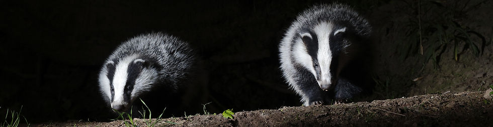 BT two badgers coming towards camera at night AdobeStock_65237929_edited.jpg