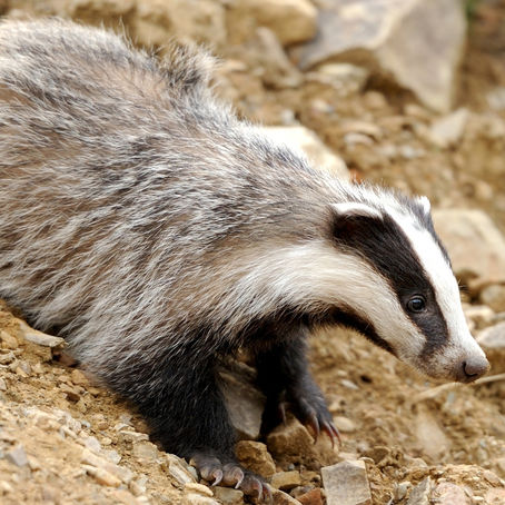 Extreme heat leads to call for an immediate stop to the badger cull