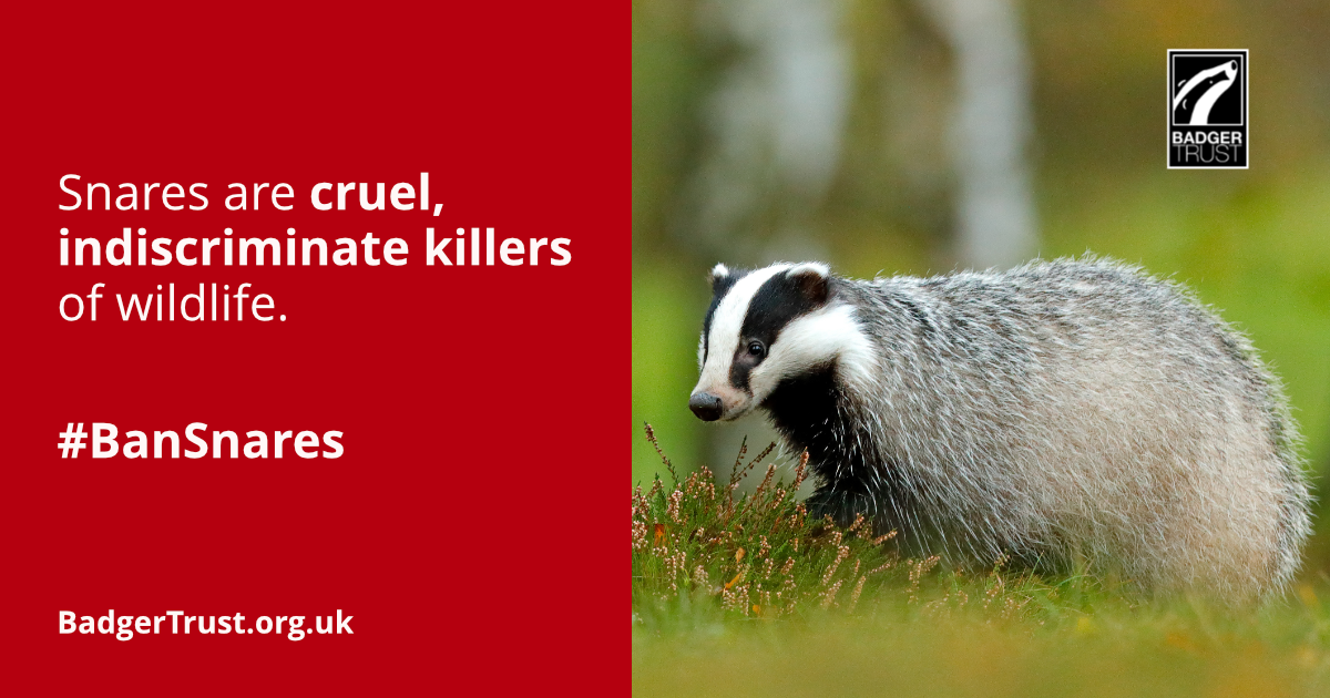 Wales leads the way on animal welfare by banning snares