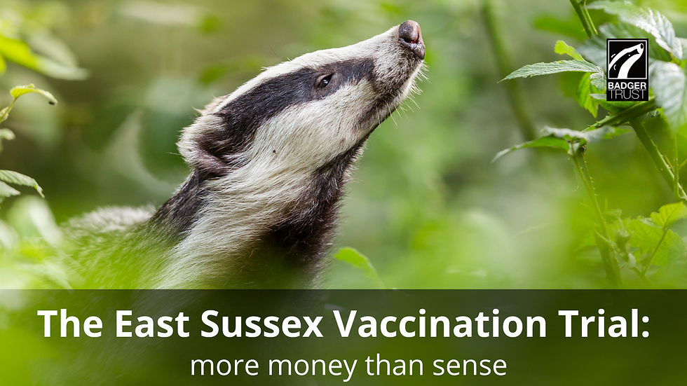 Badger with raised head sniffing the air surrounded by bushes. Text below reads: The East Sussex Vaccination Trial: more money than sense.