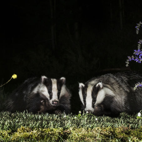 Badger Trust condemns the largest destruction of a protected species in living memory