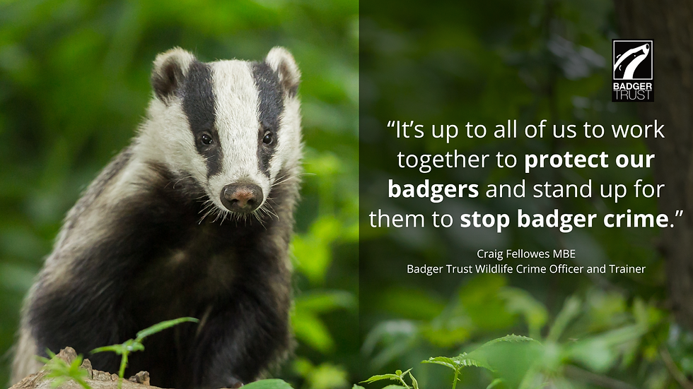 On the left is a Badger sitting up looking at you  with a leafy green blurry background. On the right is a black panel that fades  to clear  at the bottom allowing the same blurry background to show through. The badger Trust logo is top right and inthe main part of the black panel are the words: "It's up to all of us to work together to protect our badgers and stand up for them to stop badger crime".  Craig Fellows MBE Badger Trust Wildlife Crime Officer and Trainer.