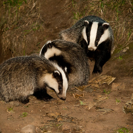 Badger cull challenge in High Court as ecologist claims Government fails to protect biodiversity