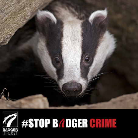 Badger Trust: Recent convictions reveal ‘tip of the iceberg’ of badger persecution in the UK