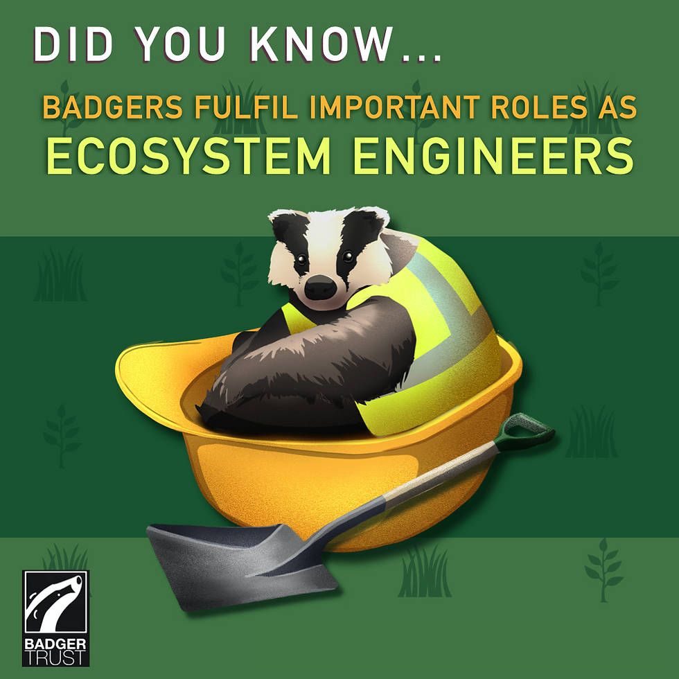 Did you know badgers fulfil important roles as ecosystem engineers