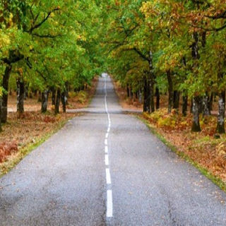 The Road Lab: Citizen science data is unveiling the true extent of the UK’s roadkill problem