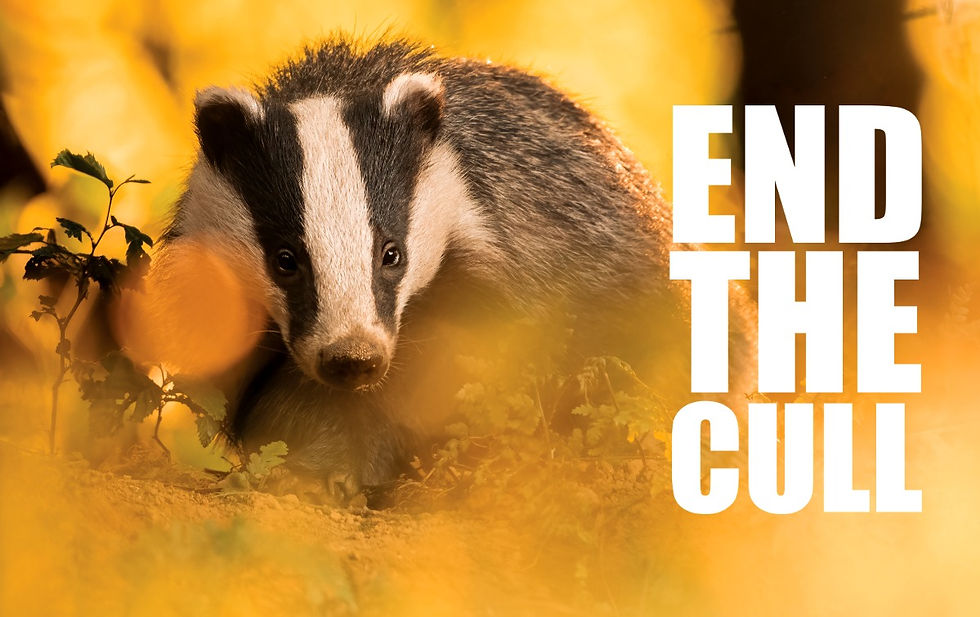 Badger in a sunlit forest, surrounded by plants with bold text "END THE CULL" on the right, conveying a conservation message.