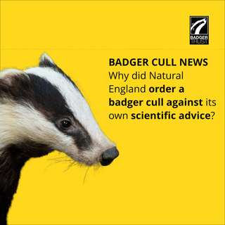 Why did Natural England order a badger cull against its own scientific advice?