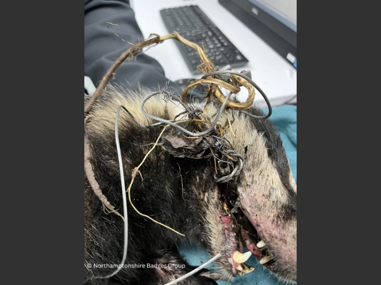 CW Animal suffering - Snared Badger showing injuries © Northamptonshire Badger group