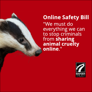 Badger Trust calls for inclusion of animal cruelty in Online Safety Bill