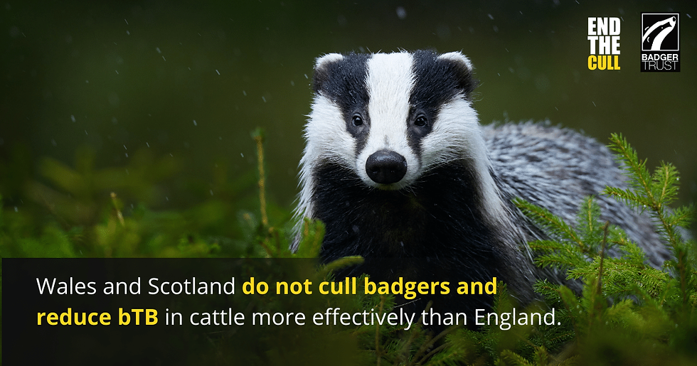 badger in foliage looking pensively at you. Text reads: Wales and Scotland do not cull badgers and reduce bTB in cattle more effectively than England