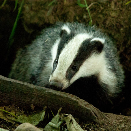 Badger Trust: It’s time to end the failed £1.5m badger killing scheme in Wales
