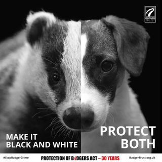 Higher sentencing secures a win for Scottish badgers