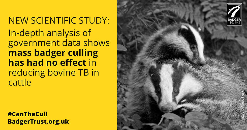 New scientific study in-depth analysis of government data shows mass badger culling has had no effect in reducing bovine TB in cattle.