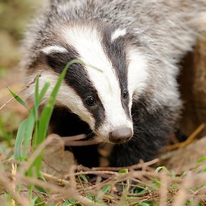 Badger looking pensive