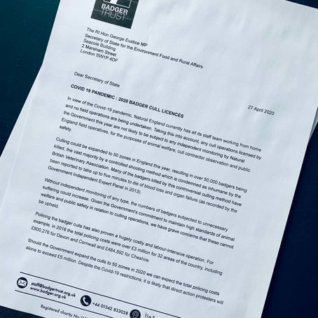Open letter to the Defra Secretary George Eustice MP calling for a halt to the badger cull in 2020