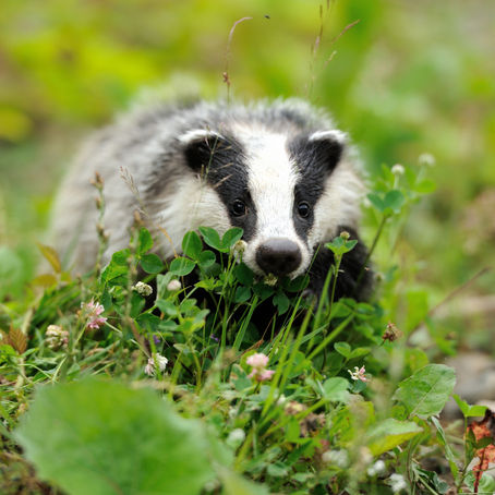 5 more badger cull counties revealed in leaked Natural England licence document