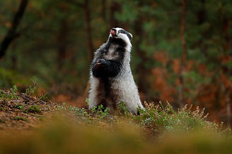 BT standing badger with tongue out AdobeStock_193279632.jpeg