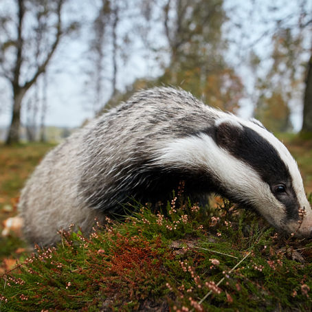 Badger Trust welcomes end of selective badger cull in Wales and rethink of bTB policy