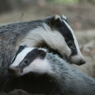 Are you going on holiday to a nature extinction zone?