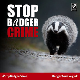 Let’s tell Police and Crime Commissioner Candidates how much we care about badgers and nature