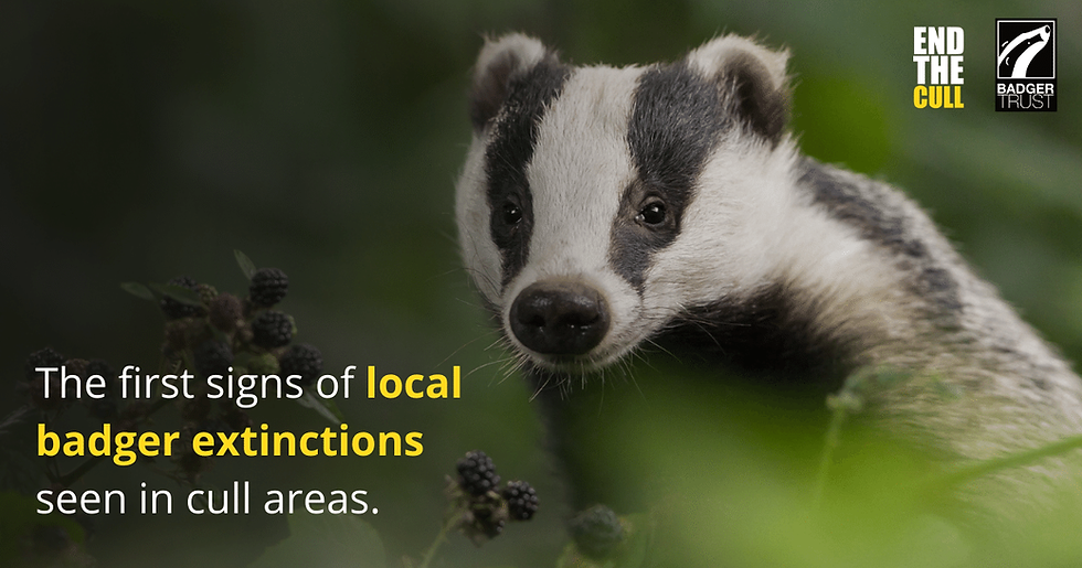 The first signs of local badger extinctions seen in cull areas