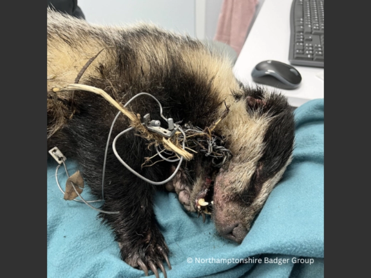 CW Animal suffering - Snared Badger showing injuries © Northamptonshire Badger group