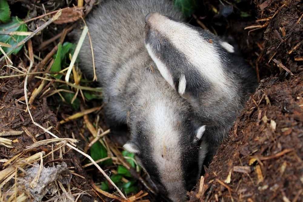 Badger cubs under hedge
