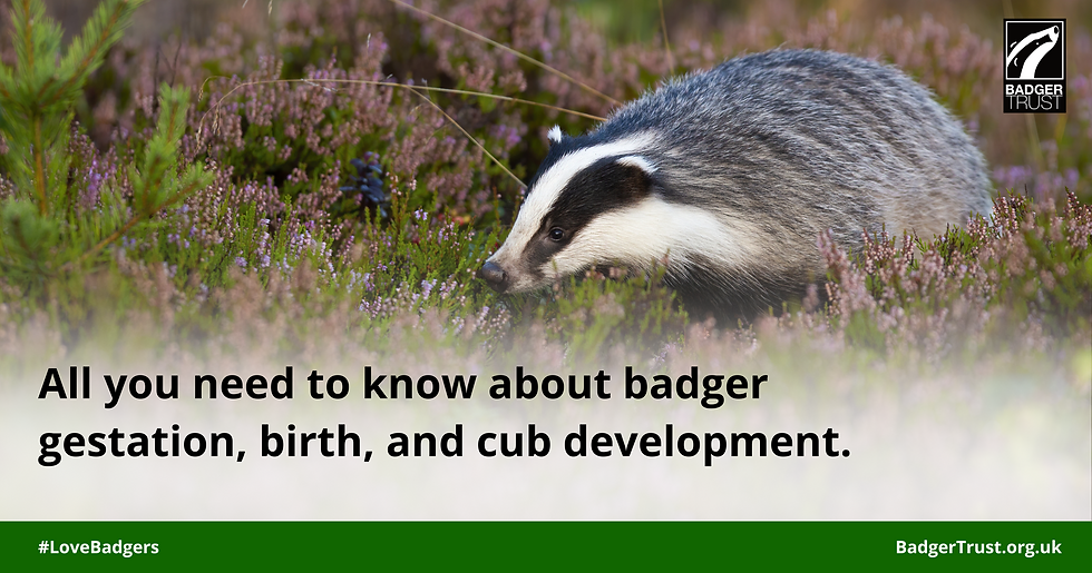 Badger in heathe and words All you need to know about badger gestation, birth, and cub development.