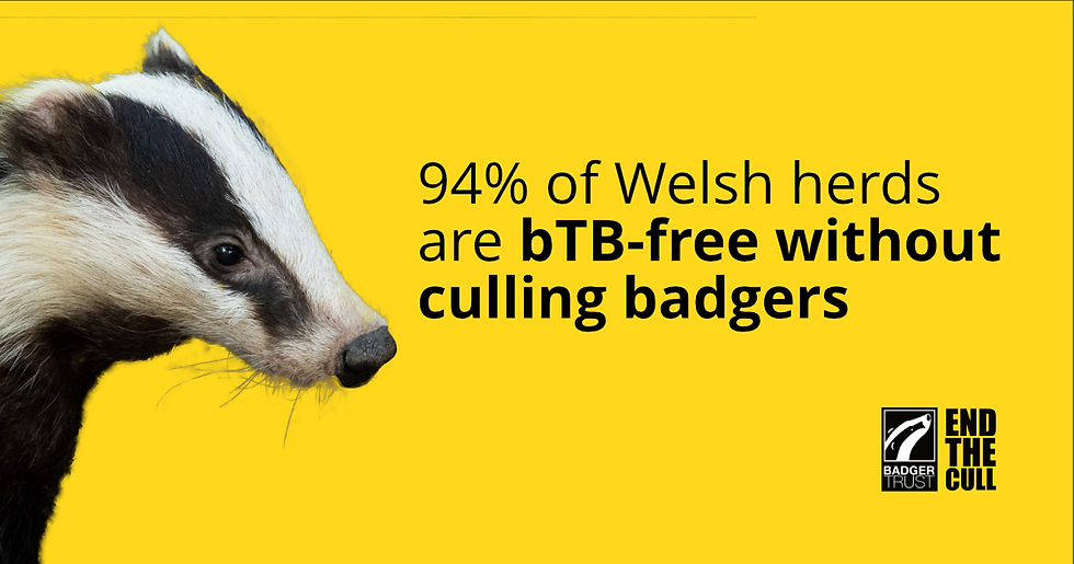 94% of Welsh herds are bTB-free without culling badgers