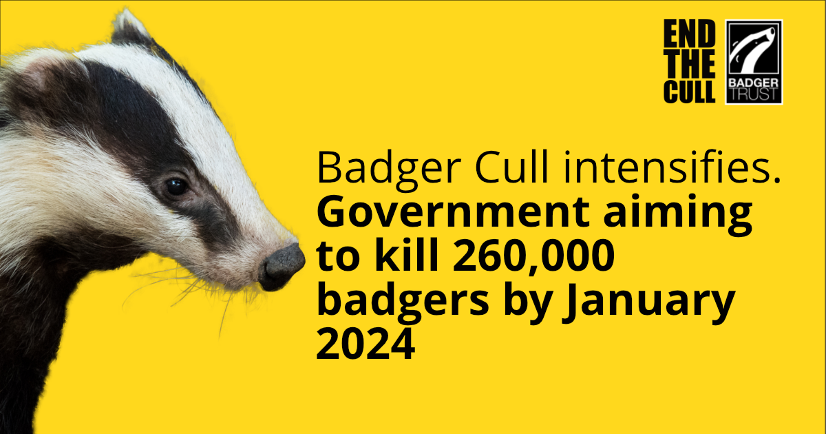 Badger Cull intensifies Government aiming to kill 260,000 badgers by