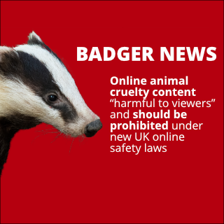 Animal cruelty content “harmful to viewers” and should be prohibited under new UK online safety laws