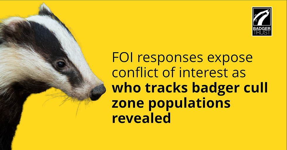 FOI responses expose conflict of interest as who tracks badger cull zone populations is revealed.