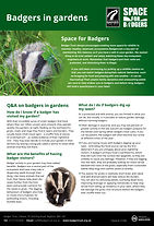 Living with Badgers: Your ultimate guide image of pdf