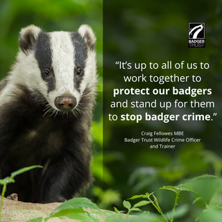 UK badger crime coalition relaunches Operation Badger to turn the tide on badger crime