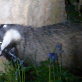 Badgers on the Green