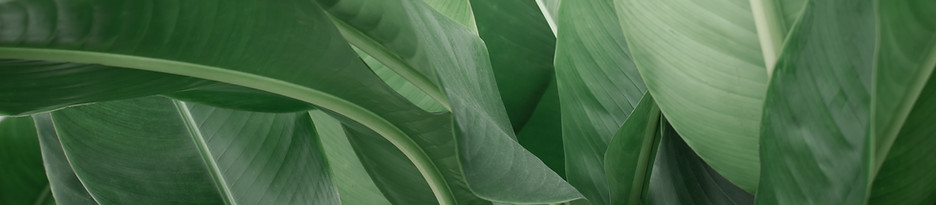 Banana Leaves