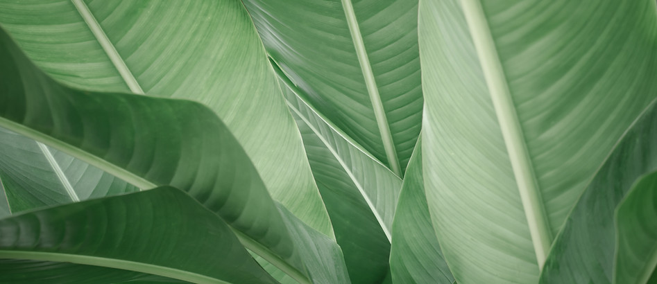 Banana Leaves
