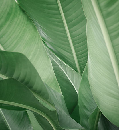 Banana Leaves