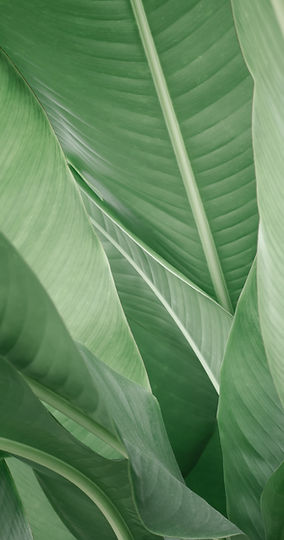 Banana Leaves