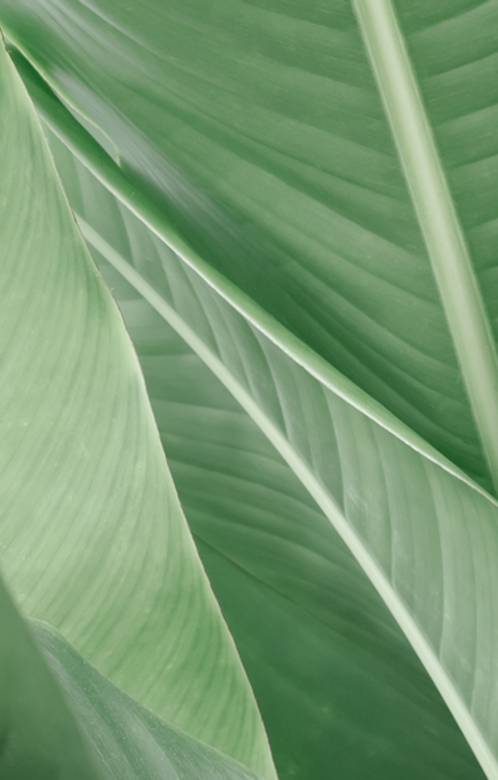 Lush Green Leaves
