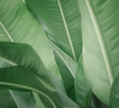 Banana Leaves