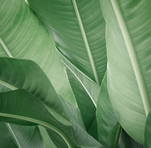 Banana Leaves