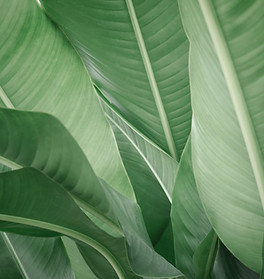 Banana Leaves