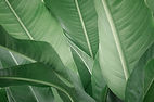 Banana Leaves