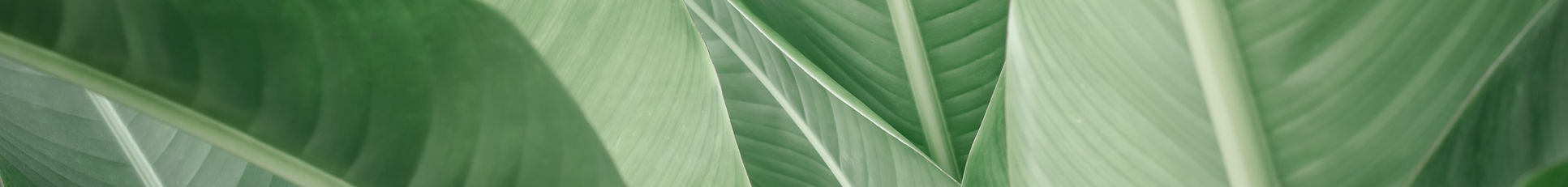 Banana Leaves